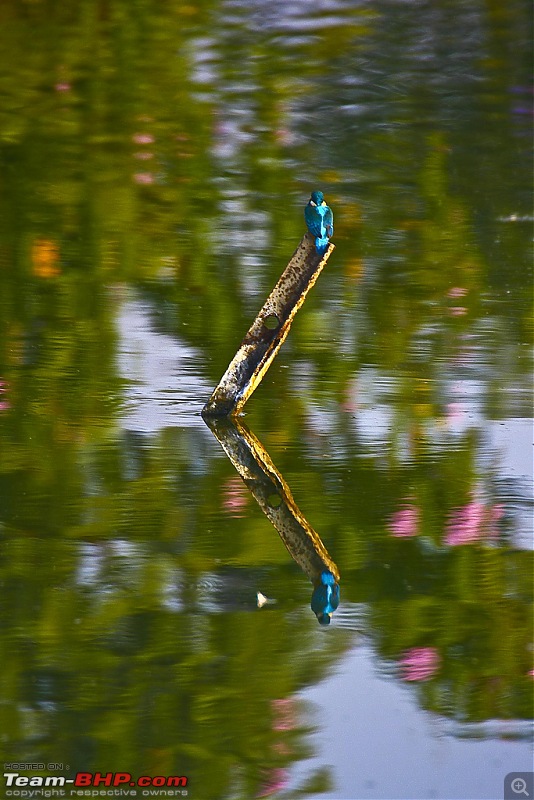The Official non-auto Image thread-kingfisher-reflection.jpg
