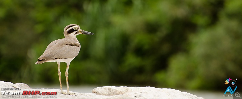 The Official non-auto Image thread-great-stone-plover3.jpg