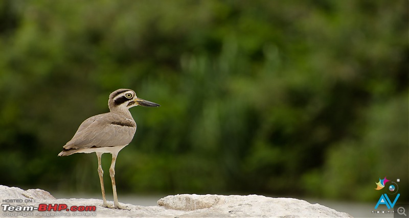 The Official non-auto Image thread-great-stone-plover2.jpg