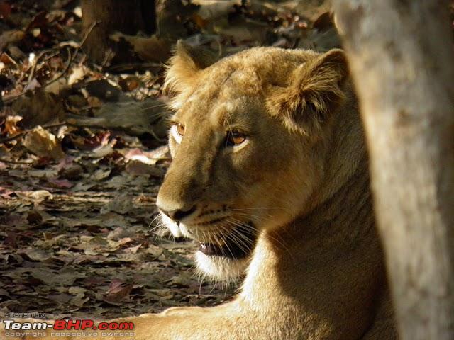 Name:  lioness2.jpg
Views: 736
Size:  78.0 KB