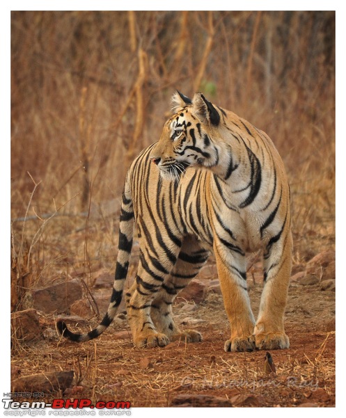 The DSLR Thread-tigress.jpg