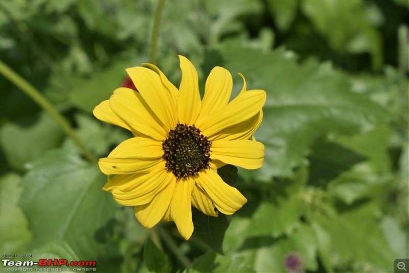 The DSLR Thread-_dsc0263.jpg