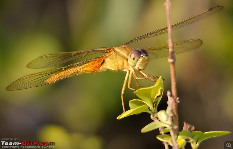The DSLR Thread-dsc_29842.jpg