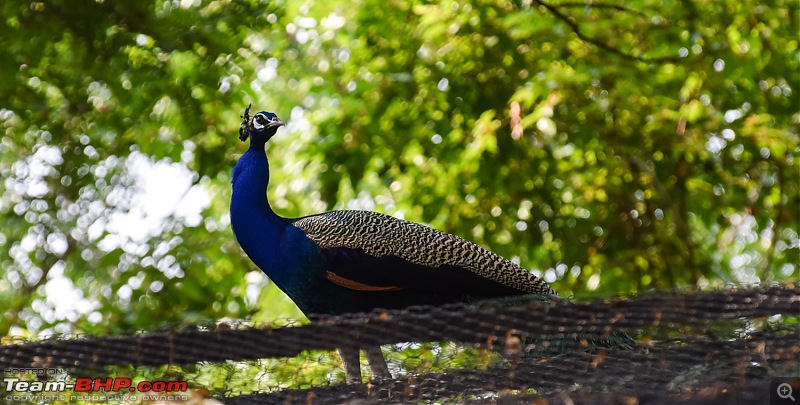 The DSLR Thread-peacock.jpg