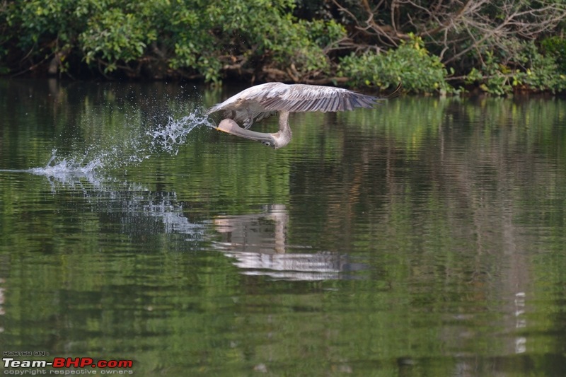 The DSLR Thread-dsc_2116.jpg