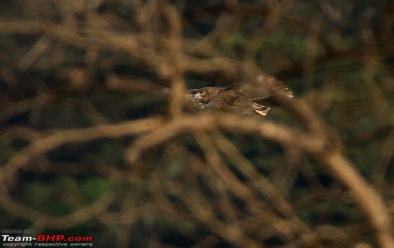 The DSLR Thread-dsc_9177.jpg