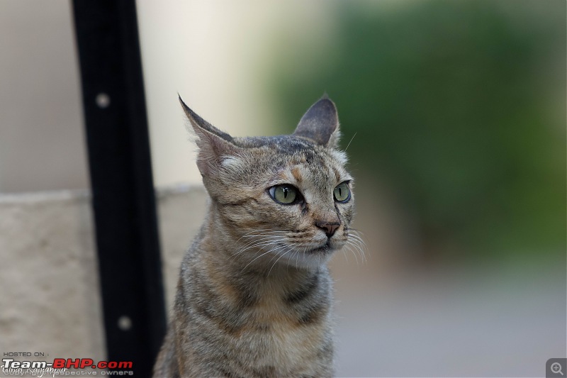 The DSLR Thread-cat-390.jpg