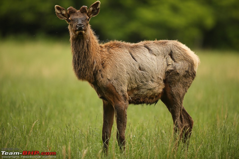 The DSLR Thread-15680468297_934d824886_c.jpg