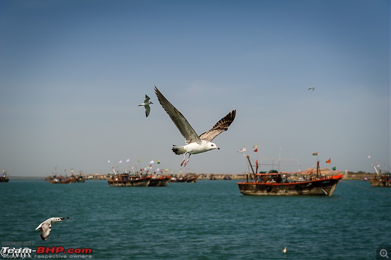 Gear for the Serious Amateur Photographer-sea-gulls.jpg