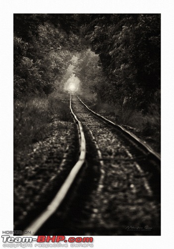 The DSLR Thread-trainlinethroughaforest_vertical.jpg