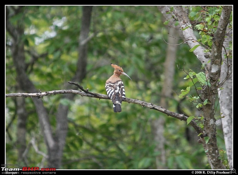 The Digital Camera Thread: Questions, discussions, etc.-hoopoe.jpg