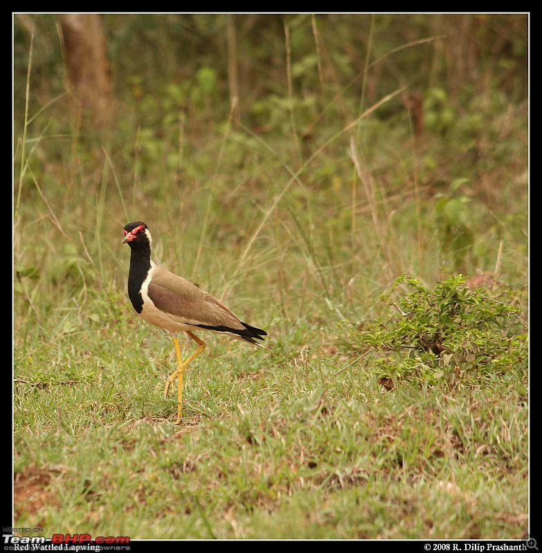 The Digital Camera Thread: Questions, discussions, etc.-lapwing.jpg