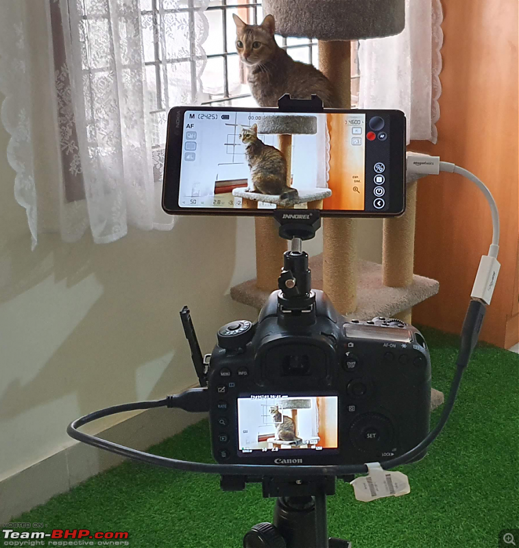 The DSLR Thread-cat_and_camera.png