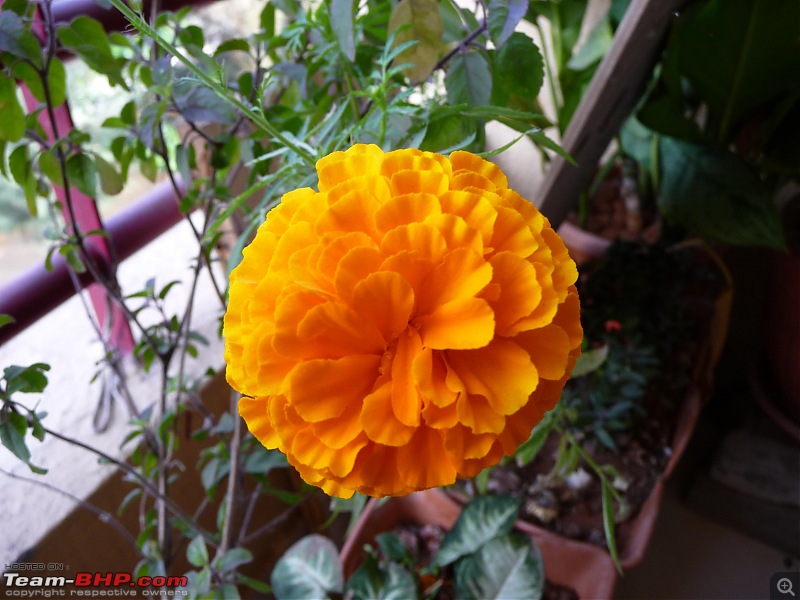 The Digital Camera Thread: Questions, discussions, etc.-flower.jpg
