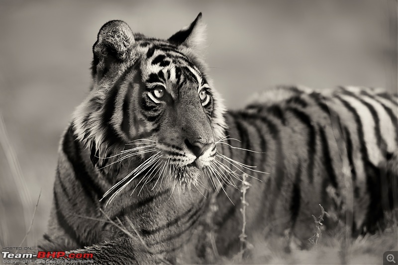 The 2022 Camera Trends Poll | Do you still use DSLRs the way you used to?-tigress.jpg