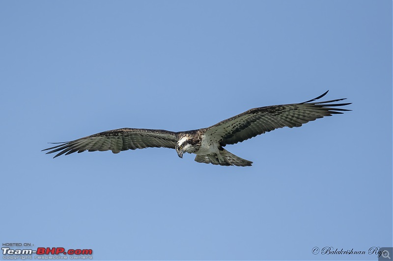 The 2022 Camera Trends Poll | Do you still use DSLRs the way you used to?-osprey-flight.jpg
