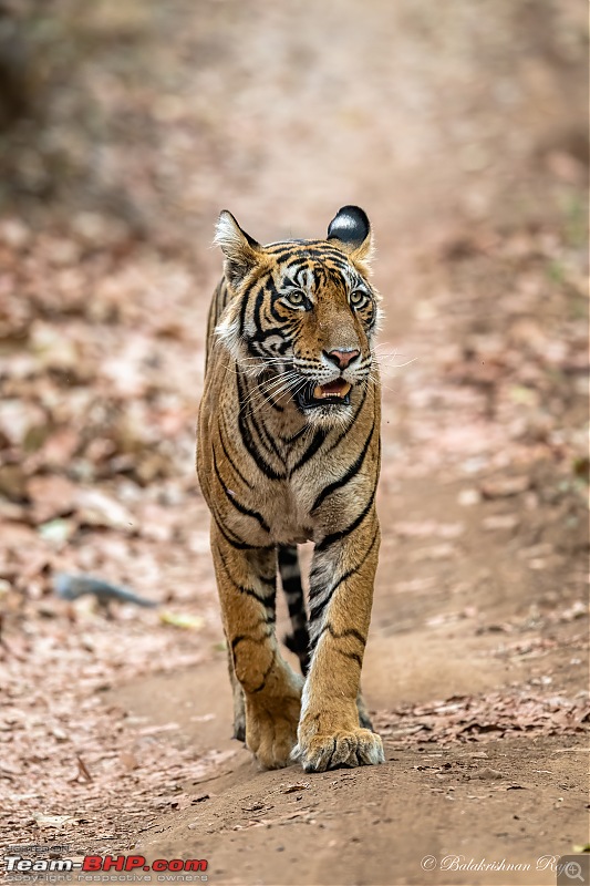 The 2022 Camera Trends Poll | Do you still use DSLRs the way you used to?-sultana-walking1.jpg