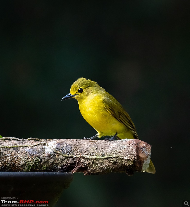 Mirrorless or EVIL Cameras-yellowbulbul2.jpg