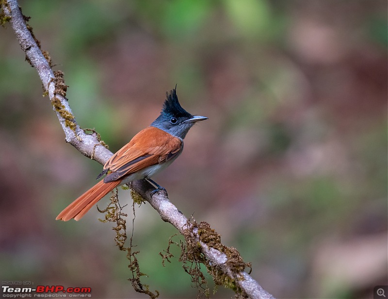 Mirrorless or EVIL Cameras-flycatcher6.jpg