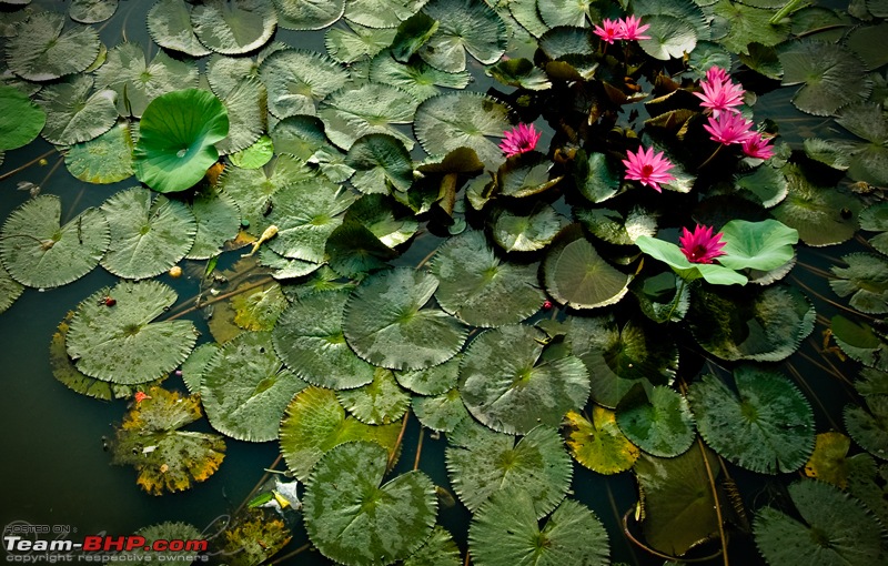The DSLR Thread-_dsc5294.jpg