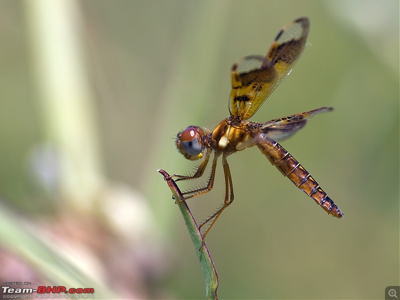 The Digital Camera Thread: Questions, discussions, etc.-dragonfly.jpg