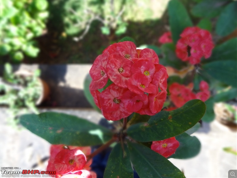 The Digital Camera Thread: Questions, discussions, etc.-dsc00040.jpg