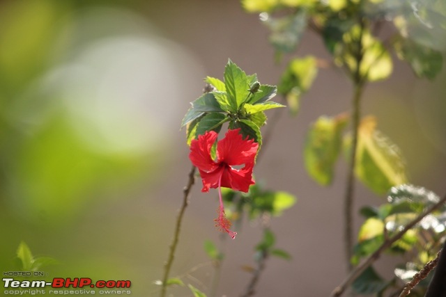 The DSLR Thread-img_0079.jpg