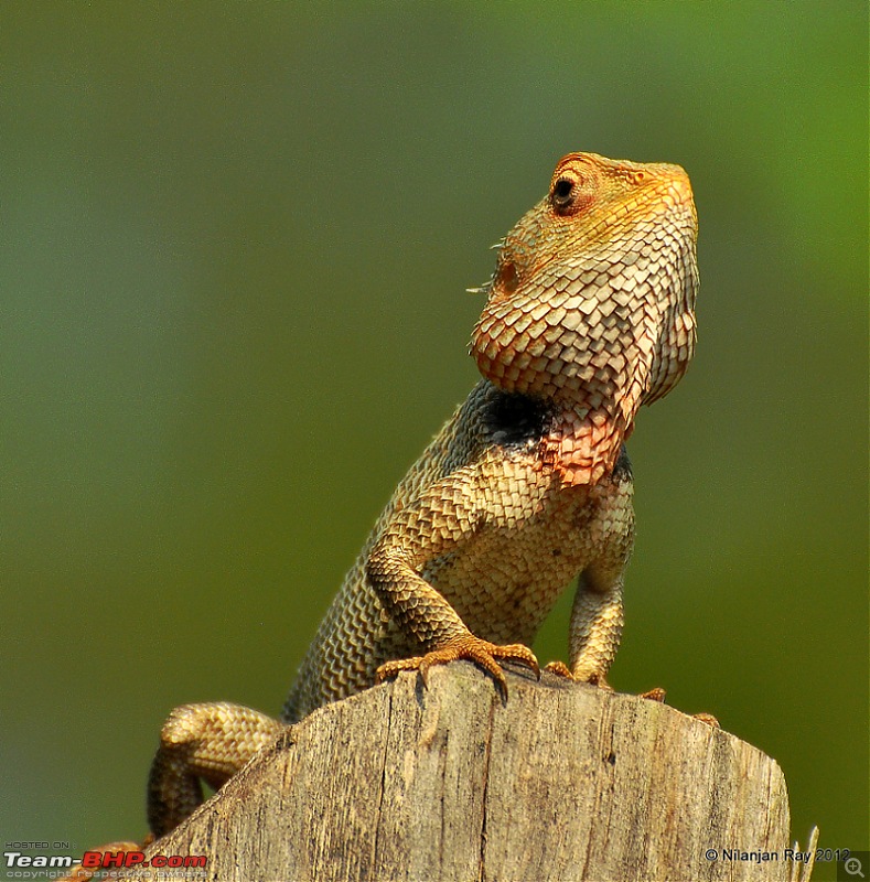 The DSLR Thread-dsc_3511.jpg