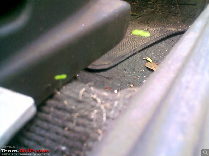 Insects trapped inside car lights-image_399.jpg