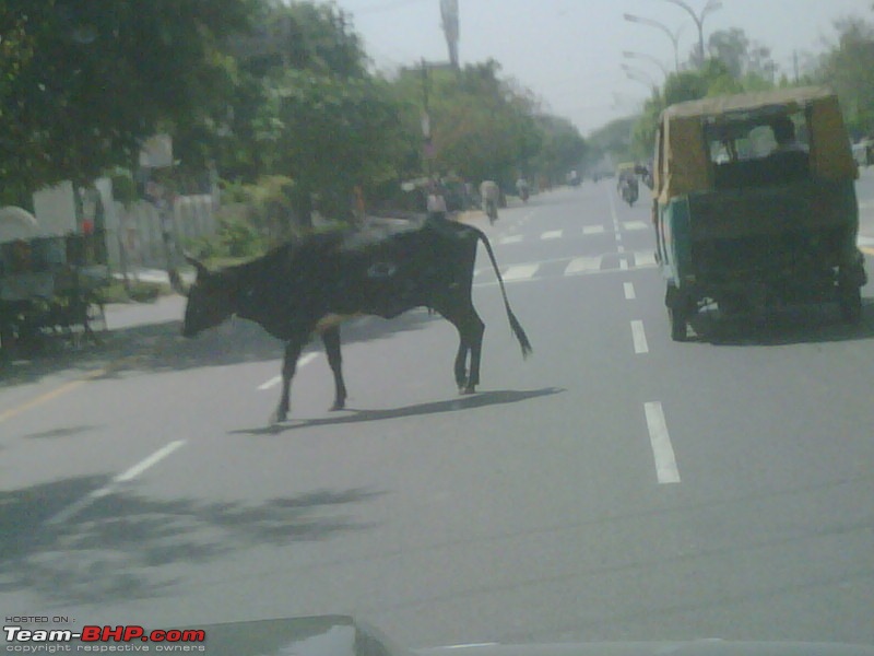 India's Best 'Dada'giri cars-img00166201004081042.jpg