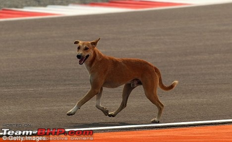 Updates on the Indian F1 track (Buddh International Circuit)-dog.jpg