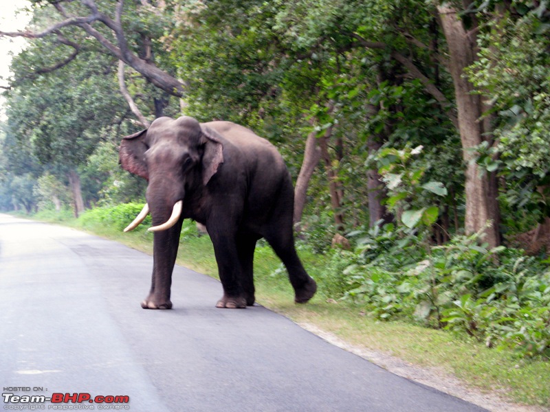 Skoda Superb - A tryst with destiny-4-charging-elephant.jpg