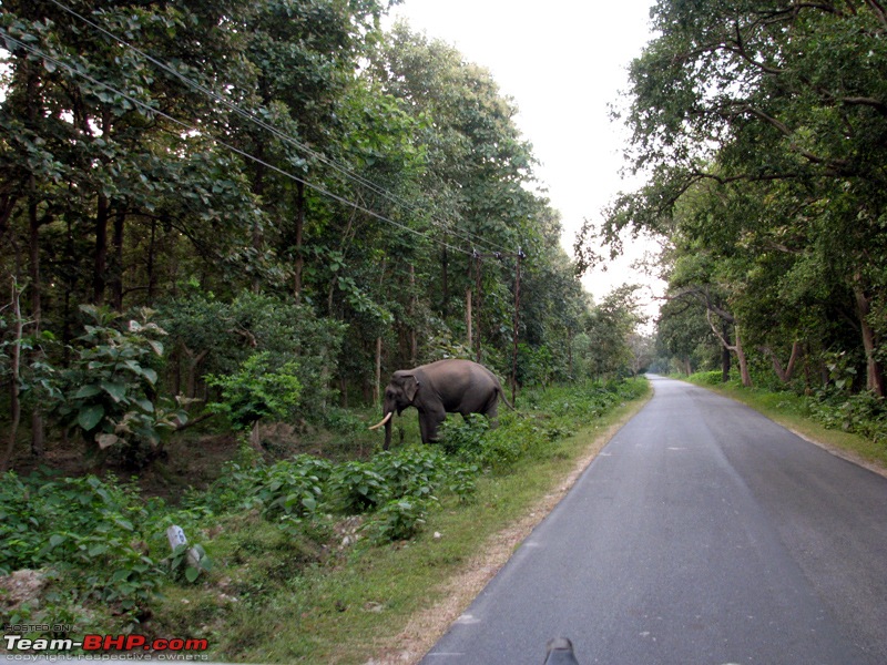 Skoda Superb - A tryst with destiny-5-charging-elephant-withdraws.jpg