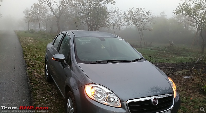 My 2014 Grey Fiat Linea 1.3L MJD-early-morning-forest.jpg