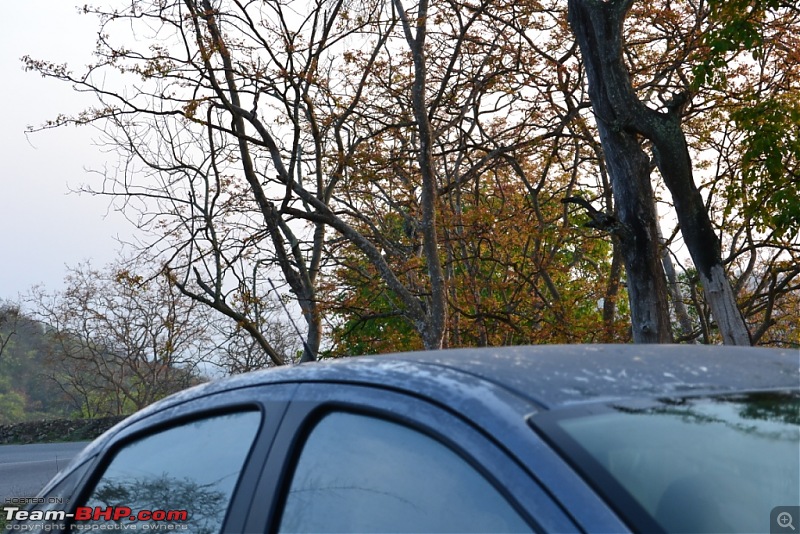 My 2014 Grey Fiat Linea 1.3L MJD-dewdrops-trees.jpg