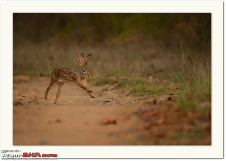 Soldier of Fortune: Wanderings with a Trusty Toyota Fortuner - 150,000 kms up!-dsc_0396_small.jpeg