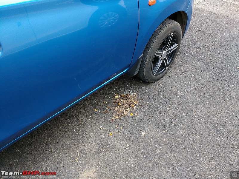 My Go-kart. Maruti Alto K10 VXi AMT, Cerulean Blue - 6 years & 90,000 km update-leaves-5.jpg