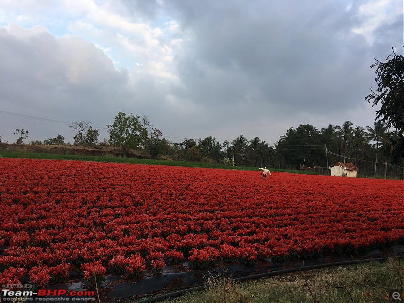 Ownership tales of Orange Cheetah, my 2015 Mahindra XUV5OO W10 FWD. EDIT: Sold after 150,000 km-flowers.jpg