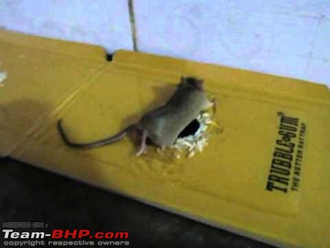 Rat-proof Fencing as a solution for the rodent menace?-rat.jpg