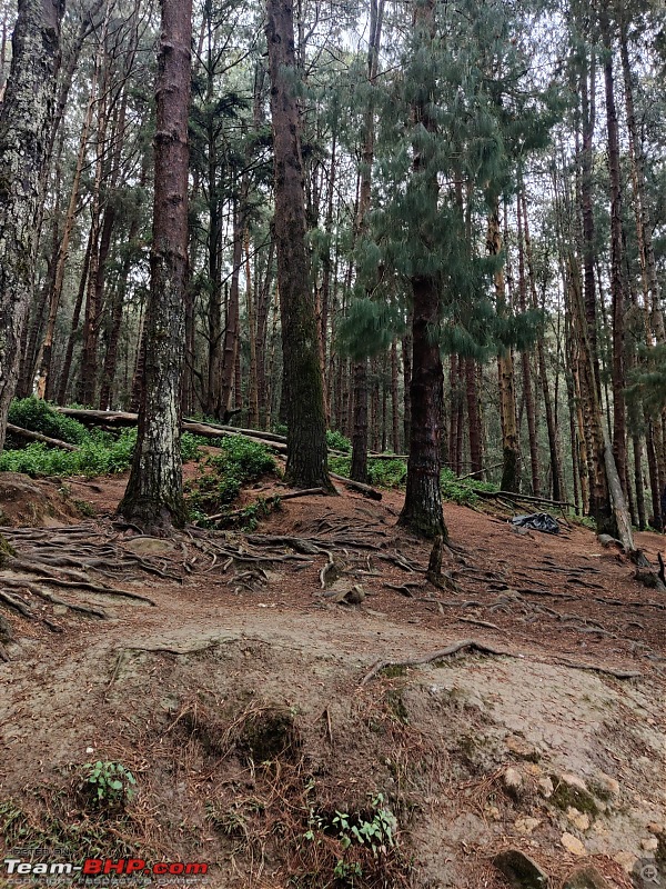 A New Beginning | My 2022 RE Himalayan-pine-forest.jpeg