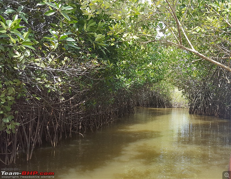 Maruti S-Cross : Official Review-mangrove_1.jpg