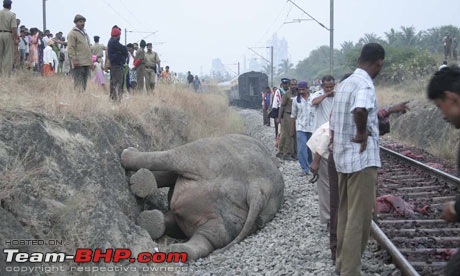 Accidents in India | Pics & Videos-elephantkilledonrailwa001.jpg