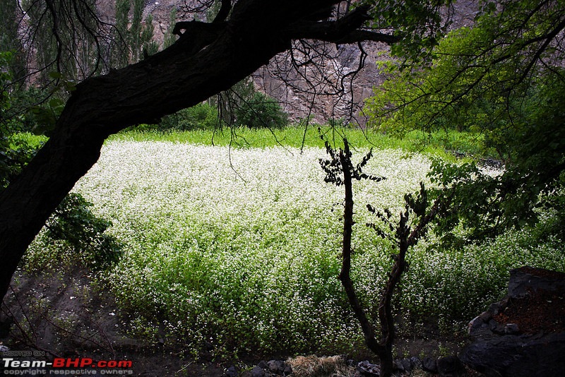 Leh, Ladakh and Zanskar - The Ultimate Guide-img_1093l.jpg