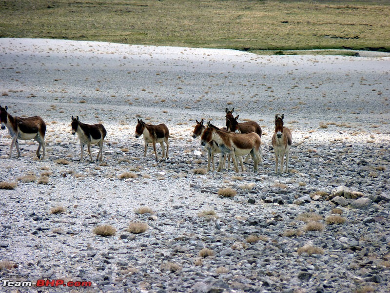 Leh, Ladakh and Zanskar - The Ultimate Guide-p1000167l.jpg