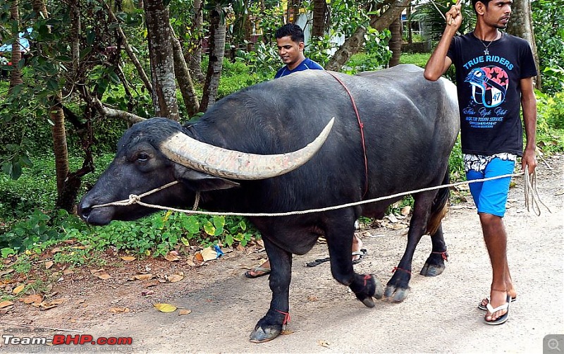 Bangalore - Goa : Route Queries-buffalo.jpg