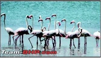 Bangalore to Hampi / Bellary : Route Queries-hampi_flamingo.jpg