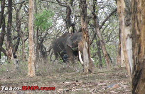 Bangalore - Mysore - Ooty : Route Queries-lumber-working-elephant-copy.jpg