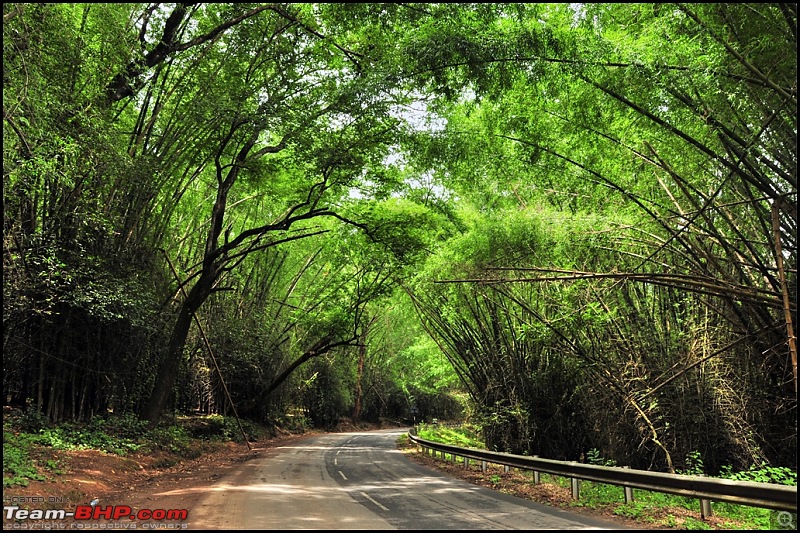 The Best Roads In India-towards-gudalur.jpg