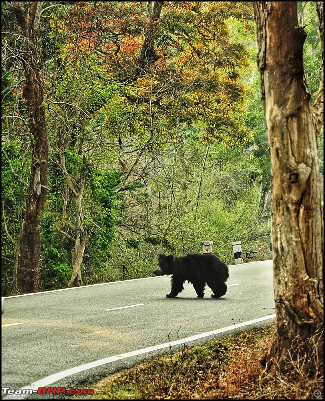 Bangalore - Mysore - Ooty : Route Queries-dsc_091001.jpeg