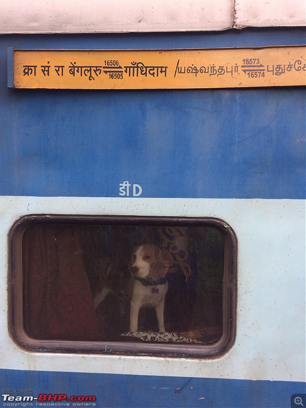 Transporting Pets within India or internationally-bailey.jpg